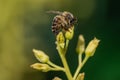 European honey bee, apis mellifera, pollinating avocado flower Royalty Free Stock Photo