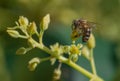 European honey bee, apis mellifera, pollinating avocado flower Royalty Free Stock Photo