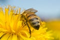 European honey bee, Apis mellifera pollinating on dandelion Royalty Free Stock Photo