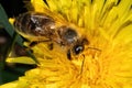 European Honey Bee (Apis mellifera) pollinating and feeding on the nectar of a yellow dandelion flower. Royalty Free Stock Photo