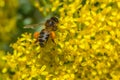 European honey bee pollinating a Senecio Palmensis flower