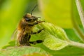 Honey bee resting on a leaf. Royalty Free Stock Photo