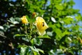 A European honey bee collects nectar from the flowers of climbing rose, Rosa \'Morgensonne 88\', in July. Royalty Free Stock Photo