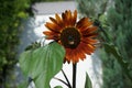 A European honey bee collects nectar from the flowers of Helianthus annuus, sunflower \