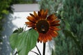 A European honey bee collects nectar from the flowers of Helianthus annuus, sunflower \