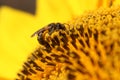 European Honey Bee Collects Nectar From A Sunflower Royalty Free Stock Photo