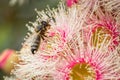 European Honey Bee Feeding on Bright Pink Eucalyptus Flowers, Sunbury, Victoria, Australia, October 2017 Royalty Free Stock Photo