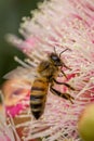 European Honey Bee Feeding on Bright Pink Eucalyptus Flowers, Sunbury, Victoria, Australia, October 2017 Royalty Free Stock Photo