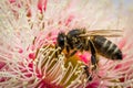 European Honey Bee Feeding on Bright Pink Eucalyptus Flowers, Sunbury, Victoria, Australia, October 2017 Royalty Free Stock Photo