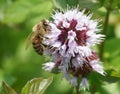 Honey Bee Apis mellifera - tongue extended feeding