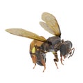 European honey bee, isolated on white. 3D illustration