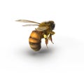 European honey bee, isolated on white. 3D illustration