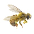 European honey bee, isolated on white. 3D illustration