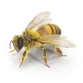 European honey bee, isolated on white. 3D illustration