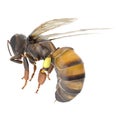 European honey bee, isolated on white. 3D illustration