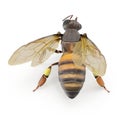 European honey bee, isolated on white. Top view. 3D illustration