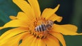 European honey bee moves in circle pattern on yellow honey plant