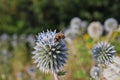 European Honey Bee Pollinates Glandular Globe-Thistle on a Meadow