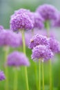 European honey bee pollinating Allium flowers