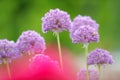 European honey bee pollinating Allium flowers