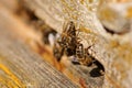 European honey bees Apis mellifera Royalty Free Stock Photo