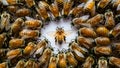 European honey bees (Apis mellifera) on white background