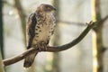 European honey buzzard