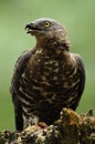 European Honey Buzzard (Pernis Apivorus) Royalty Free Stock Photo