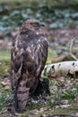 Portrait of honey buzzard with blurred green background Royalty Free Stock Photo