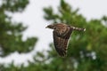 European honey buzzard Pernis apivorus Royalty Free Stock Photo