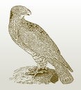 European honey buzzard pernis apivorus sitting on a rock