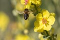 European honeybee (apis mellifera) flying towards flower of Verbascum plant, Alcoy, Spain