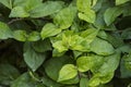 close-up: European honeysuckle branch with juvenile leaves