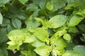 close-up: European honeysuckle branch with juvenile leaves