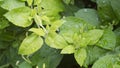 close-up: European honeysuckle branch with juvenile leaves