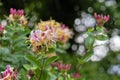 European honeysuckle flower blooming in a garden. Closeup details of colorful flower petals outdoor in summer. Beautiful Royalty Free Stock Photo