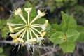 European Honeysuckle