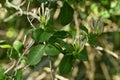 European honeysuckle, Lonicera periclymenum twig with buds