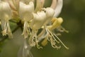 European Honeysuckle, Wilde kamperfoelie, Lonicera periclymenum