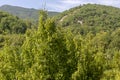 European hop-hornbeam Ostrya carpinifolia close-up Royalty Free Stock Photo