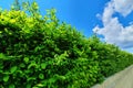 European hornbeam as a living green border