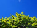 European hornbeam as a living green border