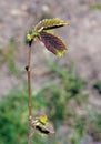 European hornbeam buds