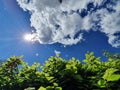 European hornbeam as a living green border