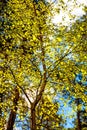 European hornbeam, young leaf in spring