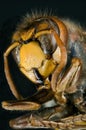 European Hornet Royalty Free Stock Photo