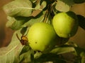 European hornet on apple detail