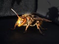 European hornet close-up on a dark background