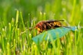 Big hornet on a grass leaf makro closeup