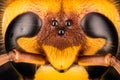 European Hornet, Hornet, Vespa crabro - FEMALE Royalty Free Stock Photo